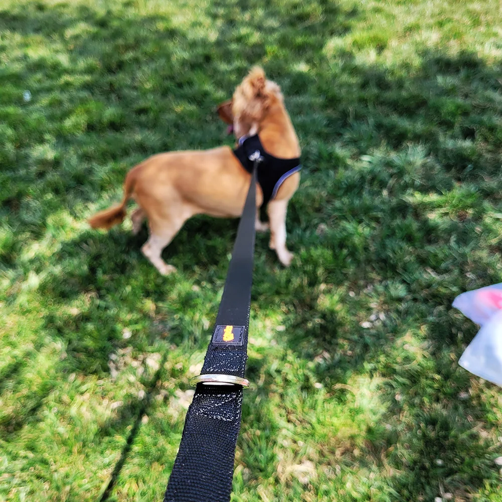 black dog harness with dog lead